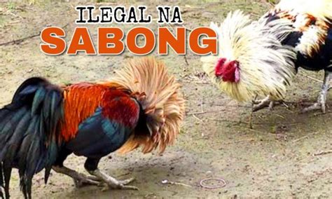tawag sa ilegal na sabong|SABONG SA PILIPINAS .